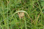 Great smokey mountain sedge